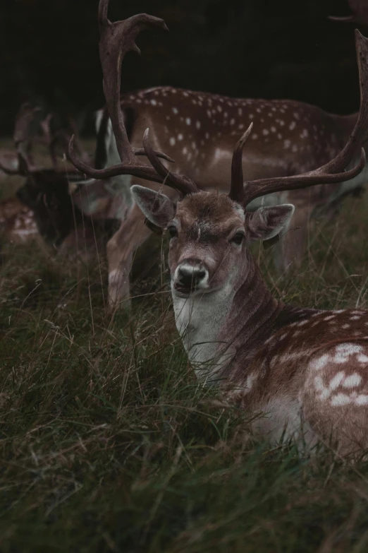 a deer in some grass is looking straight ahead