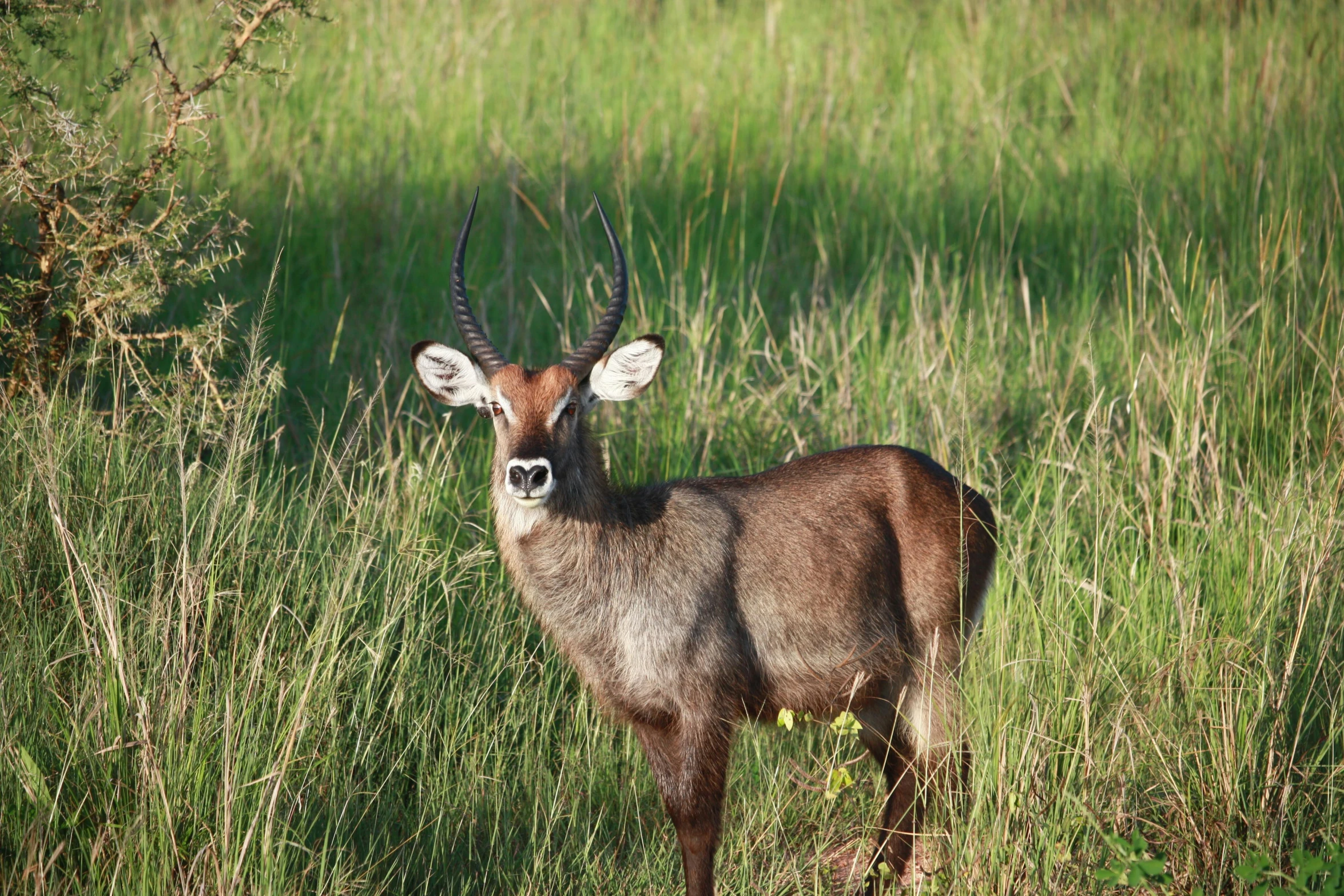 a brown gazelle in tall green grass surrounded by tall weeds