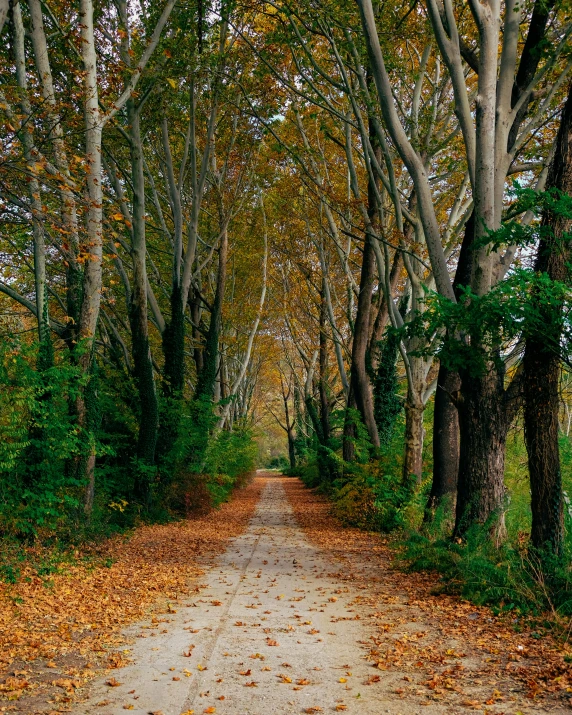 a dirt road runs between tall trees