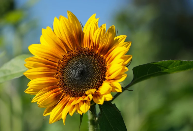 a yellow flower in the foreground with a sky background