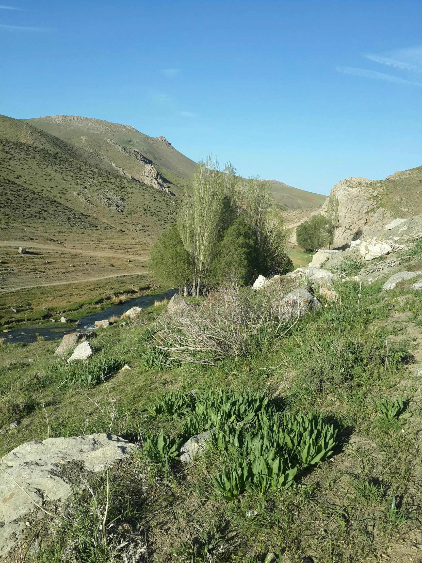 there are some plants on the side of the trail