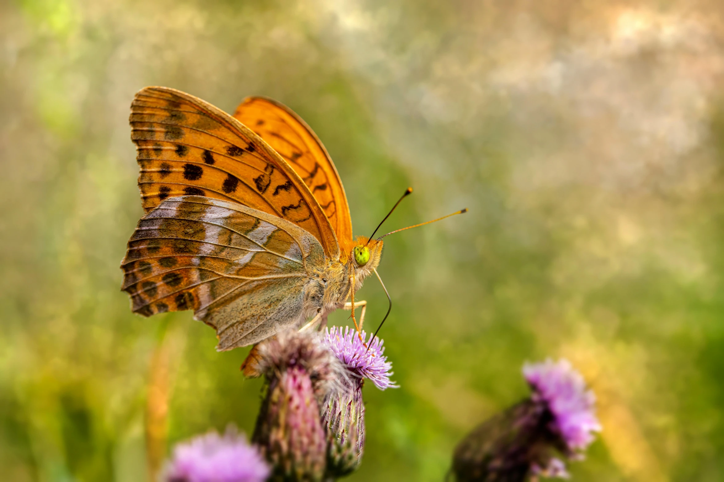 small brown erfly on a purple flower in the garden