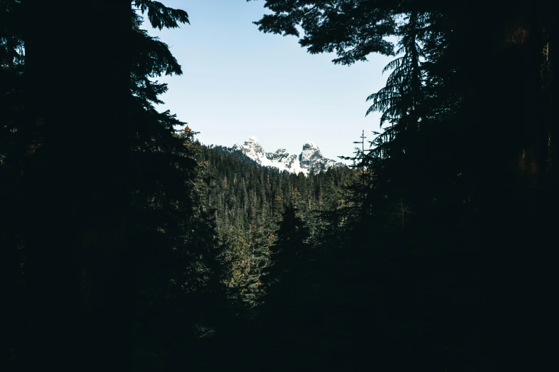 a forest with a sky background and some trees