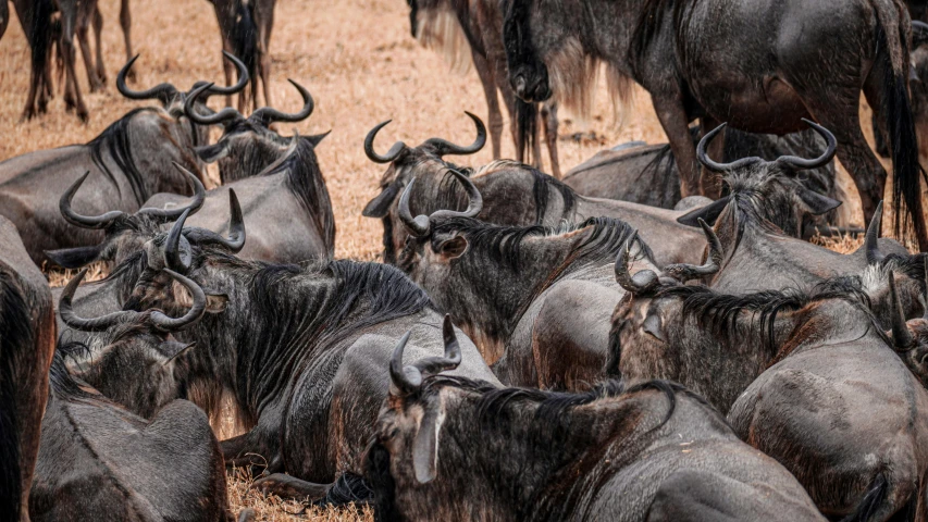 a herd of black wildebeest gather in a field