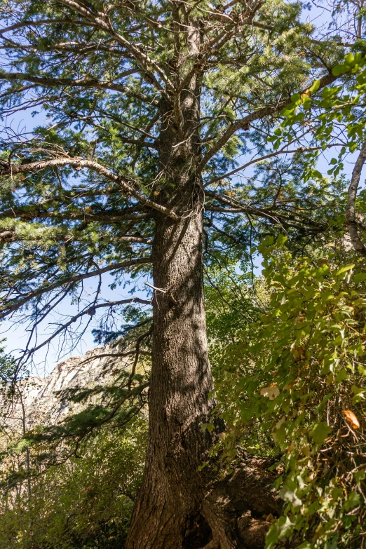 a large tree on the side of the road