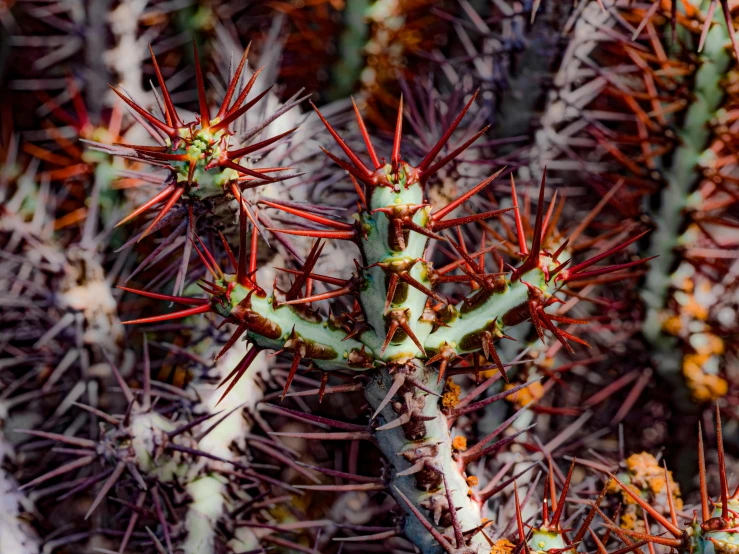 large cactus with tiny buds in full bloom