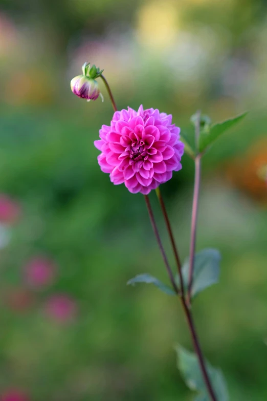 a flower with purple petals on a stem