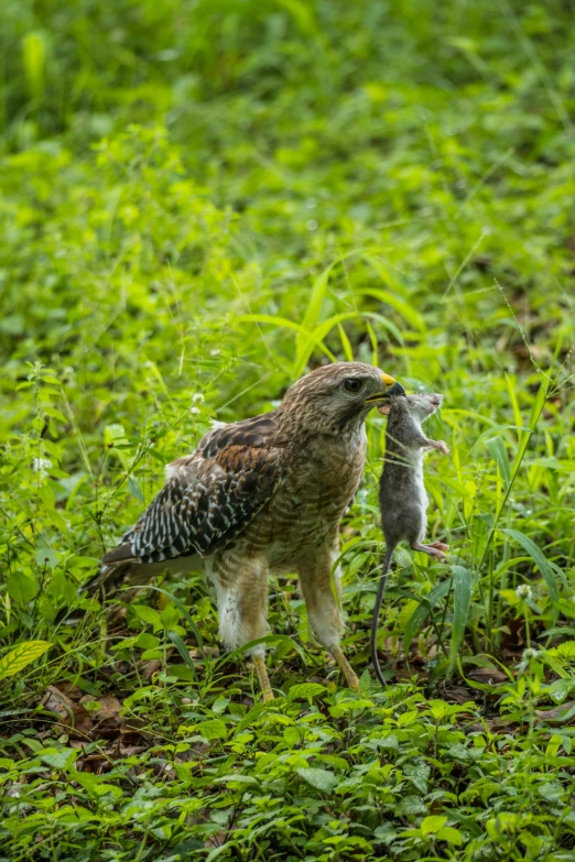 an adult hawk and baby bird in the grass