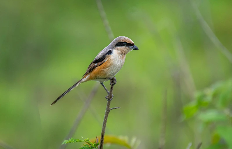 a bird is perched on top of a tree nch