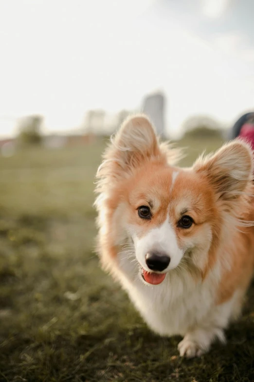 small dog with its tongue out outside in the grass