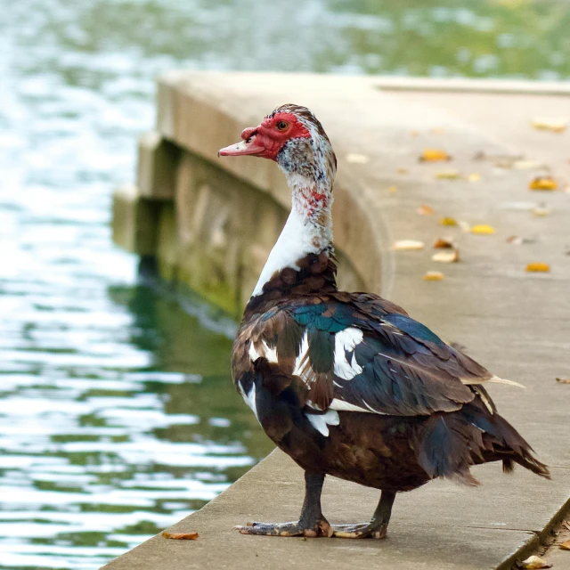 a close up of a duck by a body of water