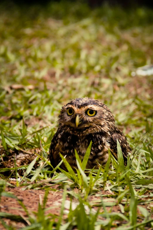 an owl is sitting in the grass with big yellow eyes