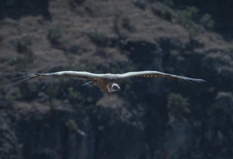 the large bird has two long legs and is flying over the cliff