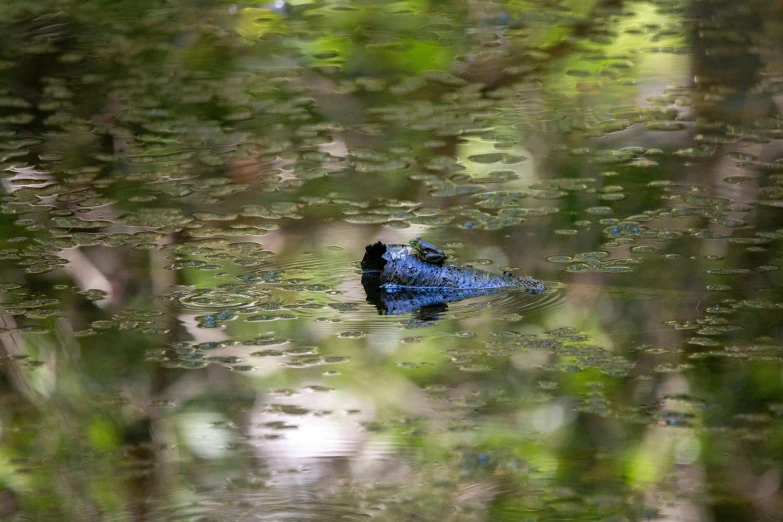 a bird in the middle of a lake with some vegetation