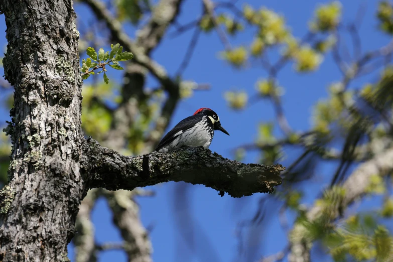 a white, black and red bird perched on a tree