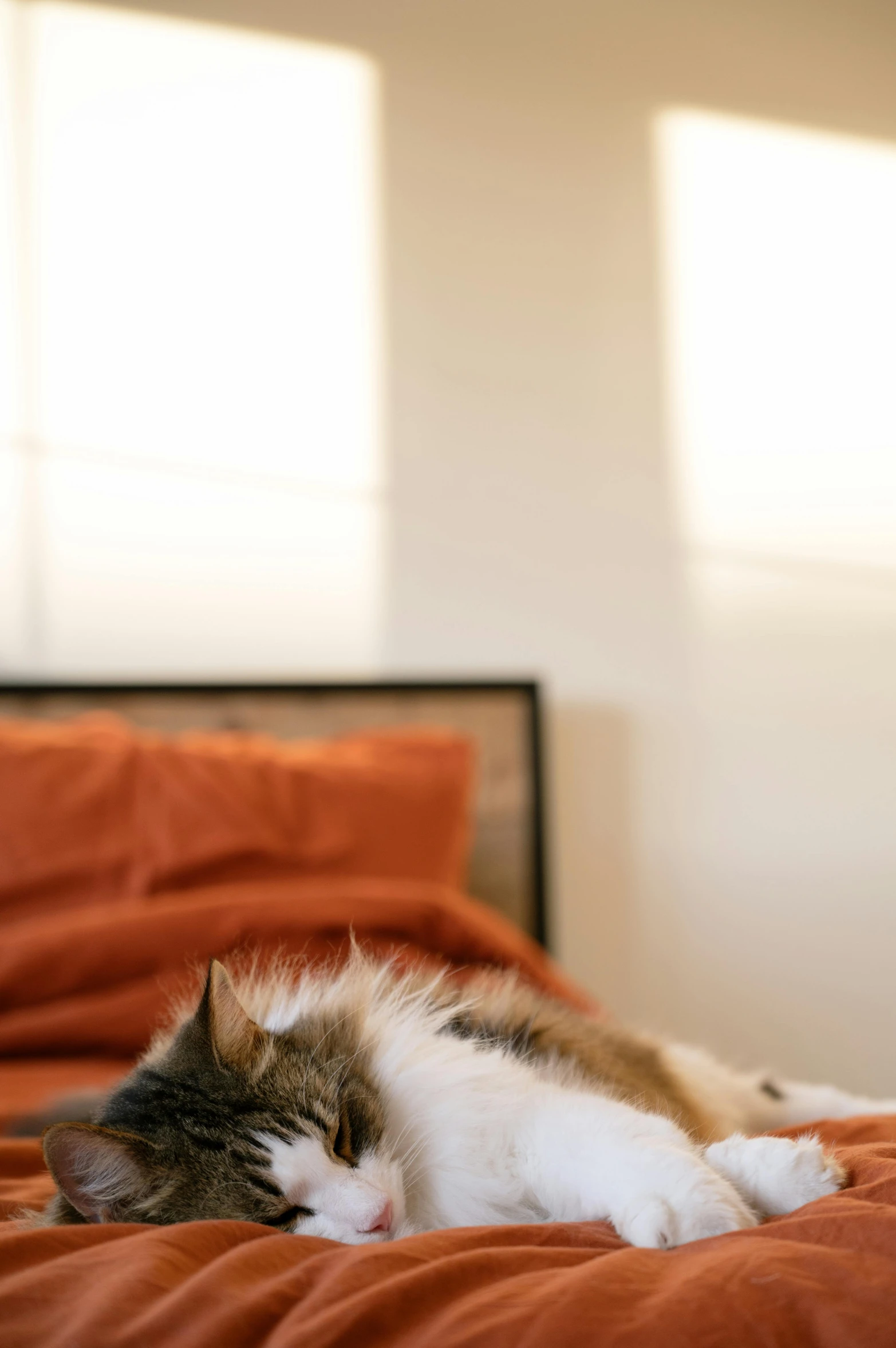 a multicolored cat lounges on a bed