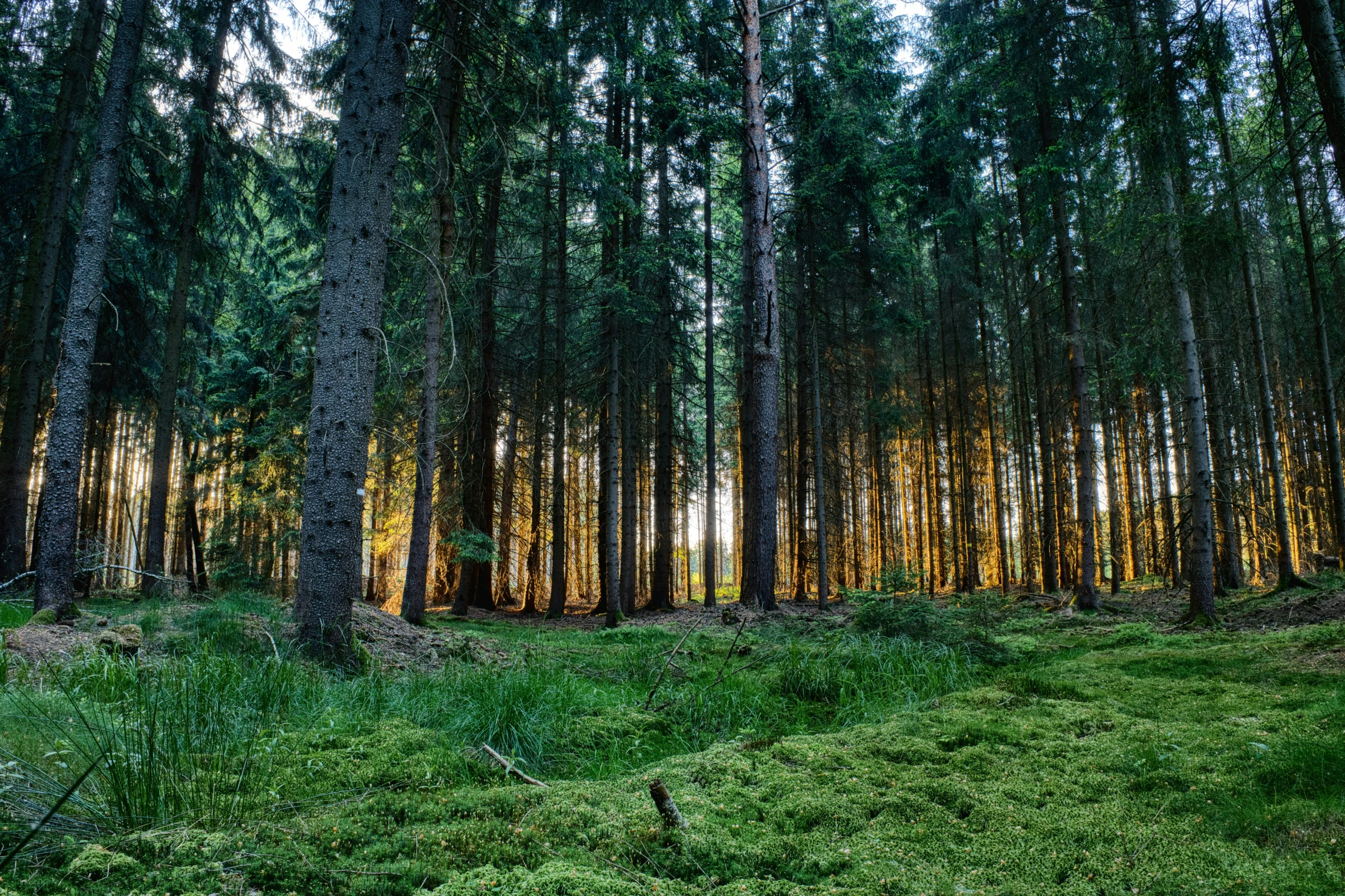 the grass and trees are full of sunlight