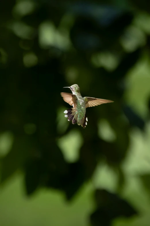 a hummingbird is flying above some green leaves