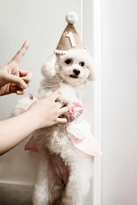 a person holding a little white dog wearing a birthday hat