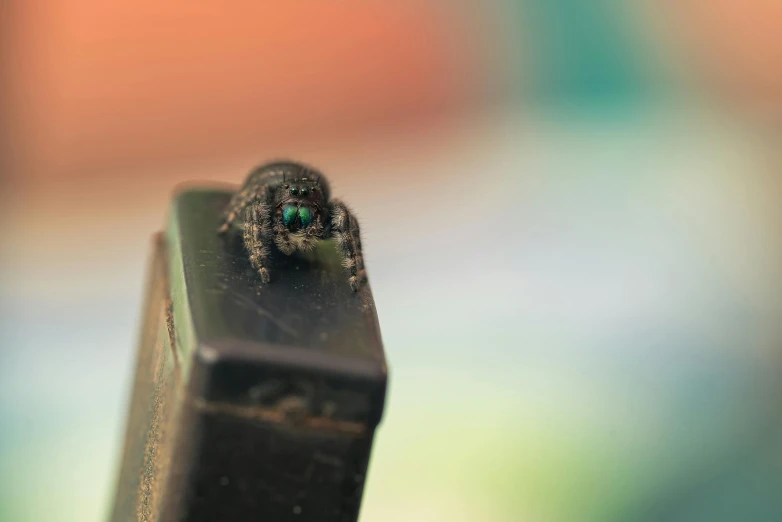 a very cute looking insect with green eyes