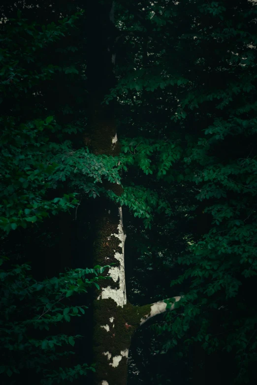 a bear in the woods standing in the shade of a tree