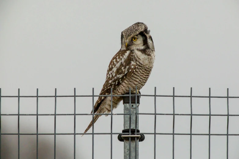 a owl sitting on a fence staring at the camera