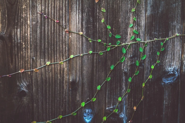 green flowers hang on an old fence with some water drops