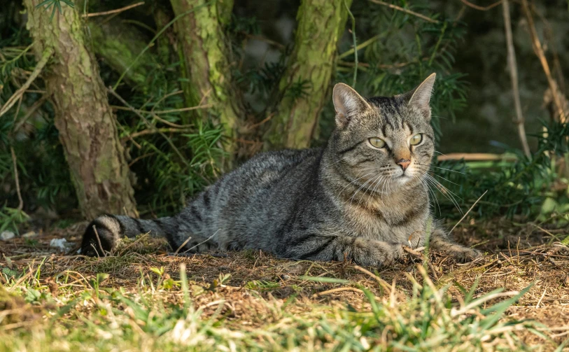 a tiger cat resting under trees on the ground