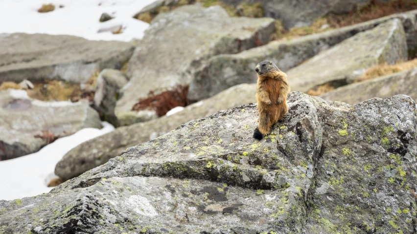 an image of an animal that is on some rocks