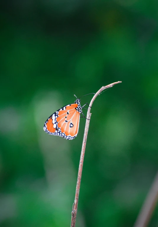 the orange erfly is sitting on the stem of a plant