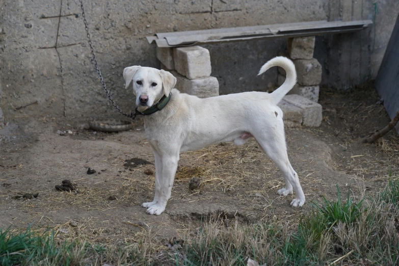 a white dog tied to a chain in a enclosure