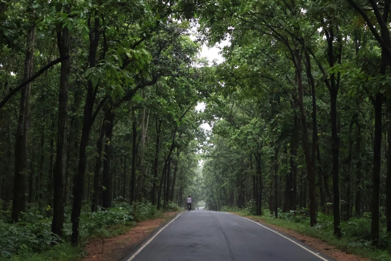 the road looks straight ahead, and it is surrounded by trees