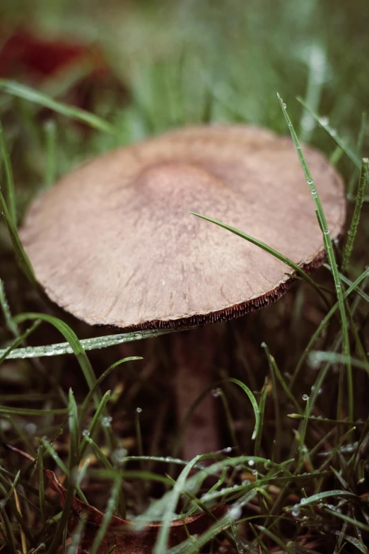 the little mushroom is sitting in the grass