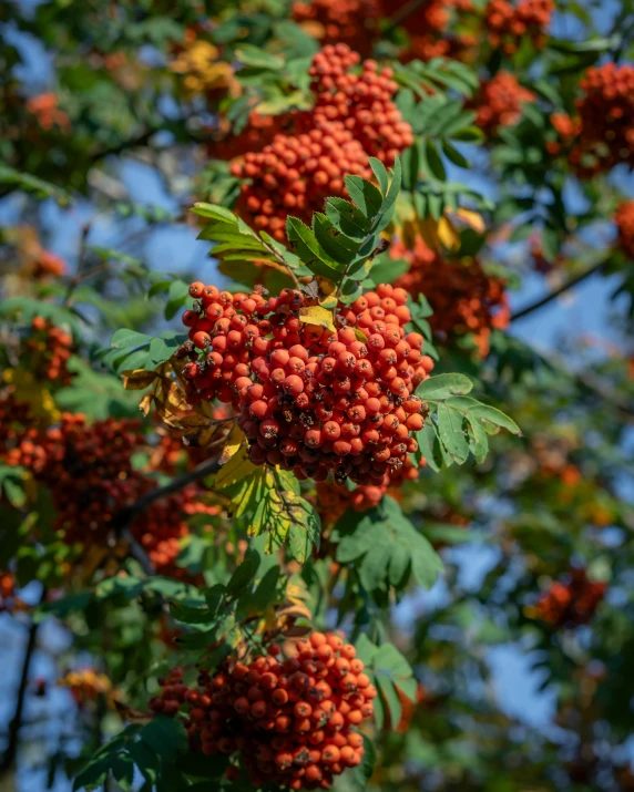 some small red berries are growing on a tree