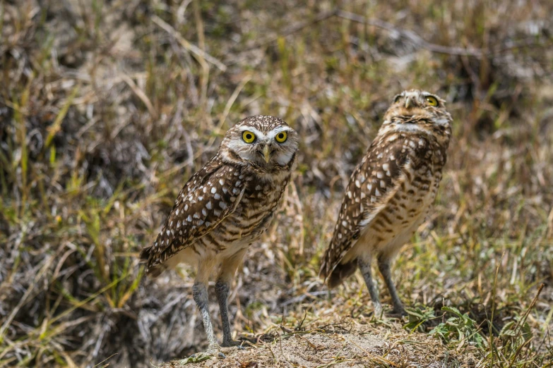 two owls with yellow eyes stand on a rocky slope