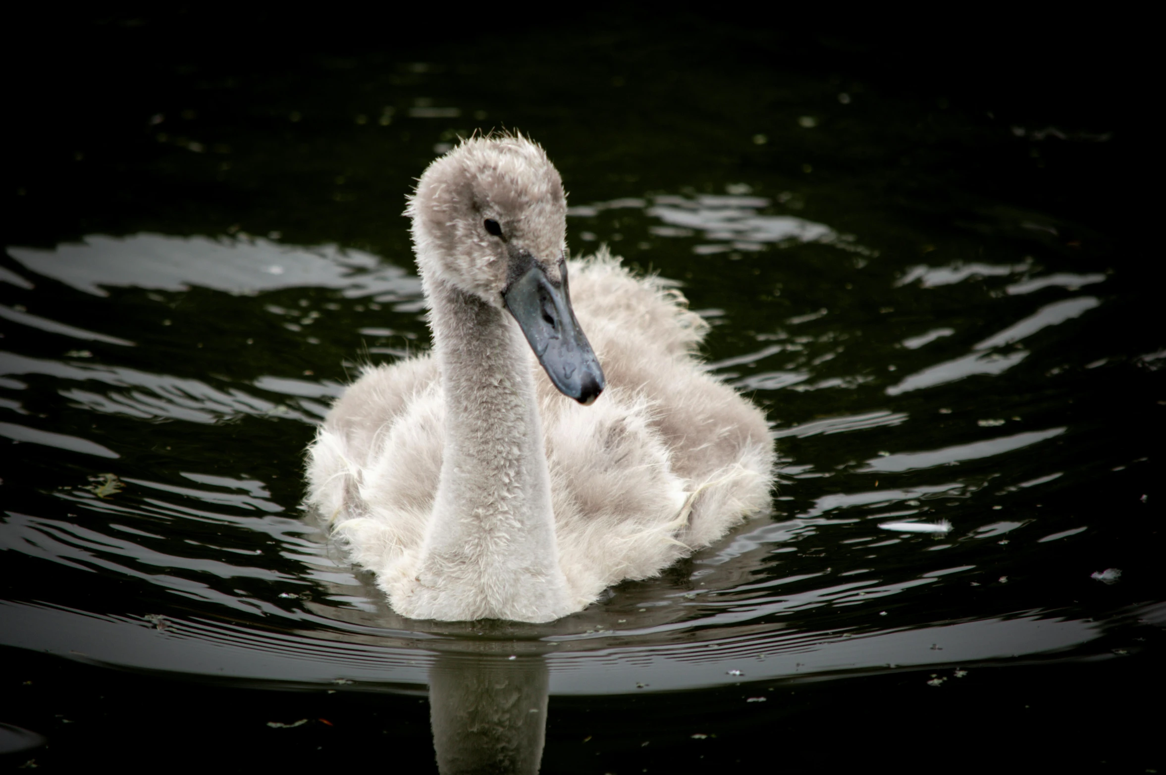 a small white bird swimming in a body of water