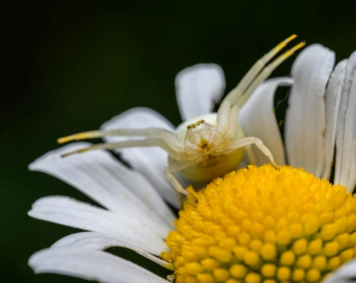 a big spider sitting on top of a white daisy