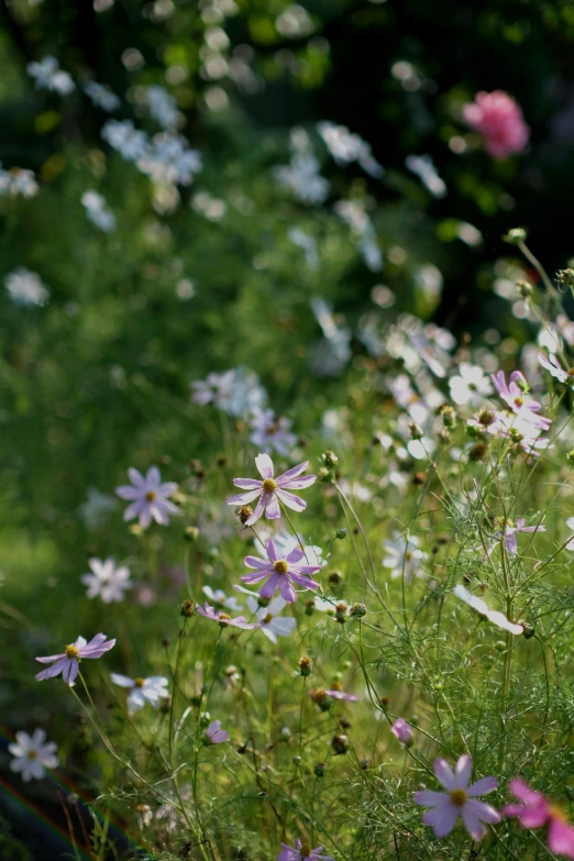 flowers with tiny pink centers are growing in the grass