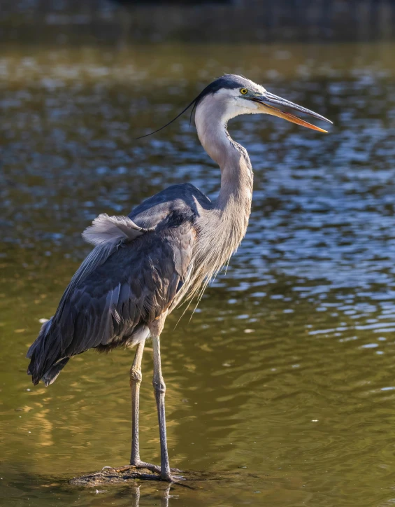 a large bird standing on top of a body of water