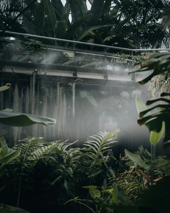 a rainforest scene with sun lighting coming in on trees and plants