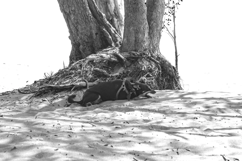 a bare tree that has a smaller root underneath it