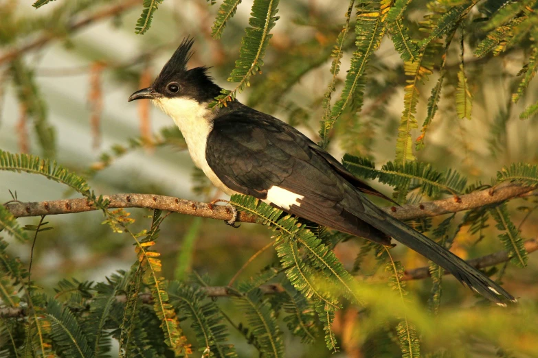 a large black and white bird is perched on a pine nch