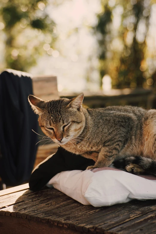 cat lying on wooden table outdoors in day