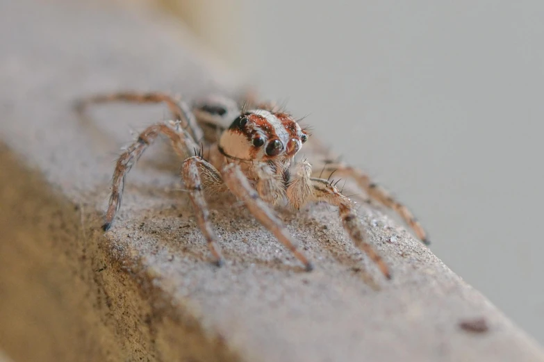 close up of the head and legs of a jumping spider