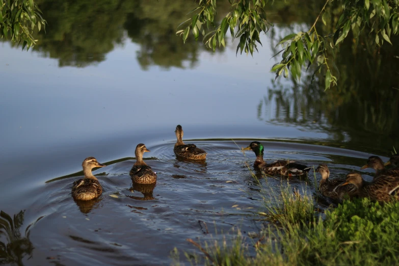 a number of ducks swimming in a body of water