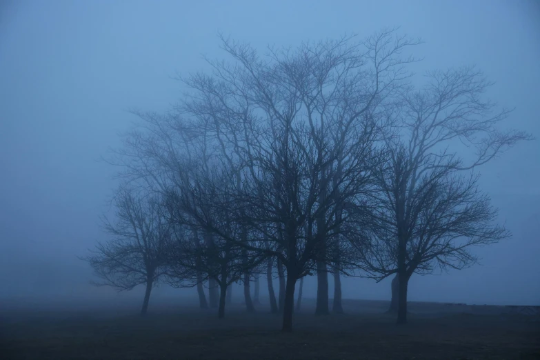 some trees are standing in the fog in the dark