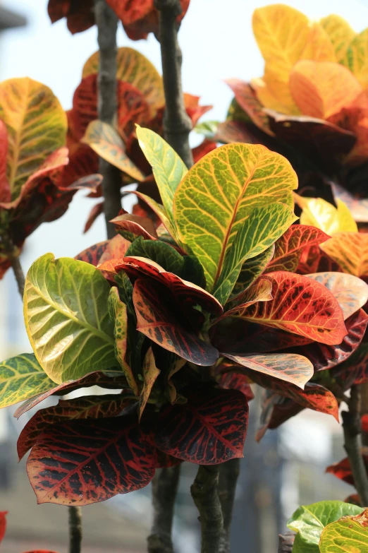 green, yellow and red leaves of a bushy plant