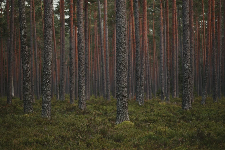 several pine trees stand in the distance in the forest