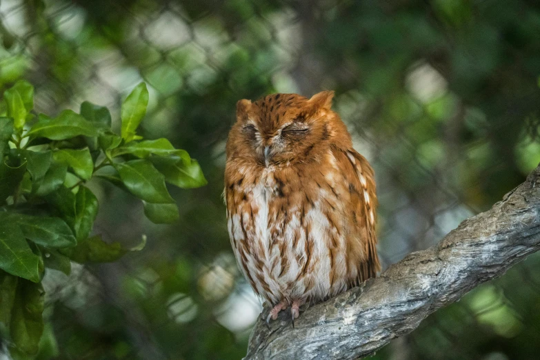 an owl sitting on top of a tree nch