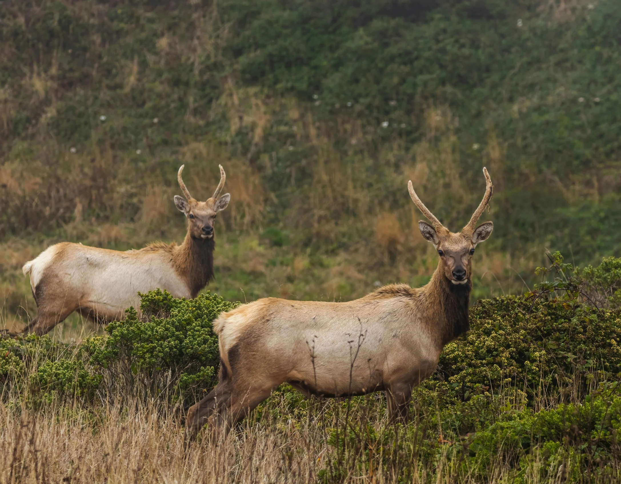 a couple of wild animals stand next to each other